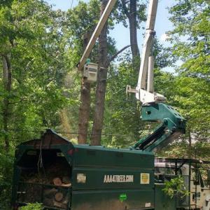 AAA Tree Service