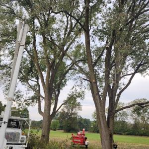 Greenwood Tree Services