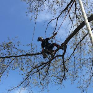 Northern Arborist