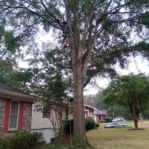 Coto & Sons Constructiom Tree Service