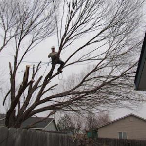 Treasure Valley Tree Company