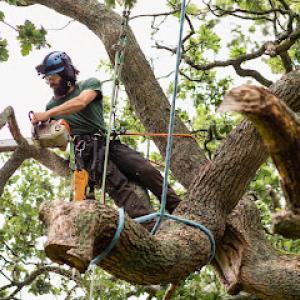 Camarillo Green Tree Service