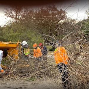 Los Gat﻿os Tree Ser﻿vice