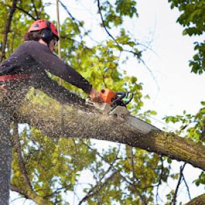 Tree Service Mountain View