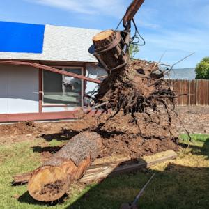 Corona Tree Service of Milpitas