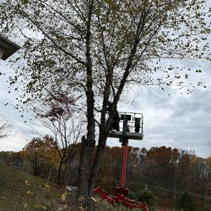 Total Tree Services