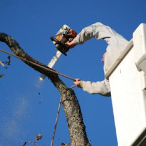 Livonia Tree Removal
