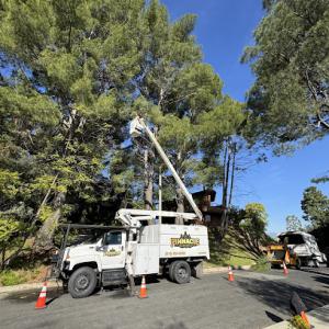 Pinnacle Tree Care