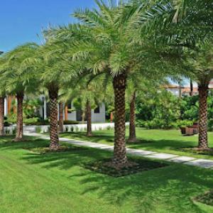 Fort Myers Tree Service