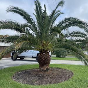 B&J Velasquez tree & lawn service