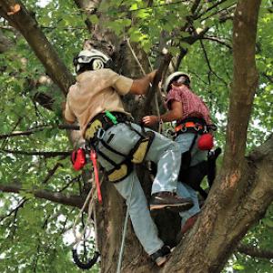 Woodlawn Trees & Tree Care