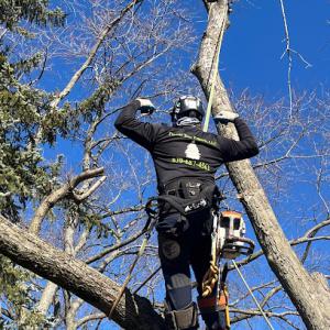 Timber Tree Experts