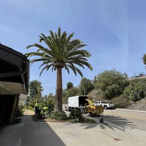 Maya's Landscape & Tree Service