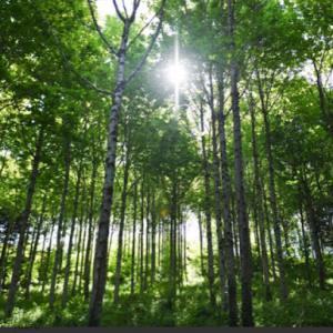 Climbing High Tree Services