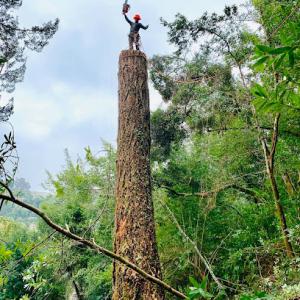 Williams Tree Service