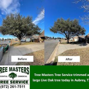 Tree Masters Tree Service