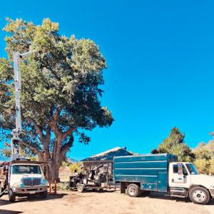 Stay Green Tree Service