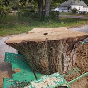 Dudley's Tree & Stump Services