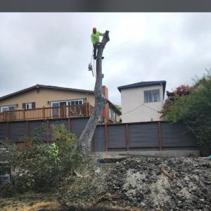 Dunne Right Tree Care