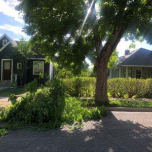 Cedar City Tree Service