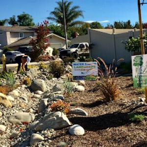 SoCal Landscape & Trees