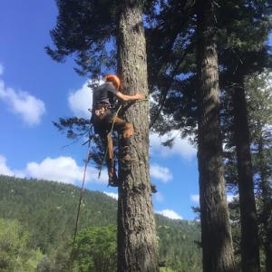 Rick’s Tree Service