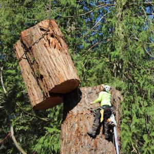 Nelson White Arborists (NW Arborists)