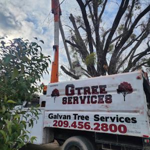 Galvan’s Tree Services