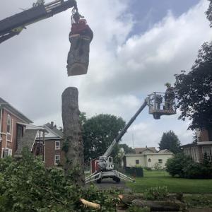 Zeiset Tree Service