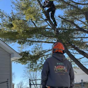 Bud's Tree Care