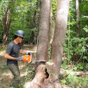 High Climber Tree Service