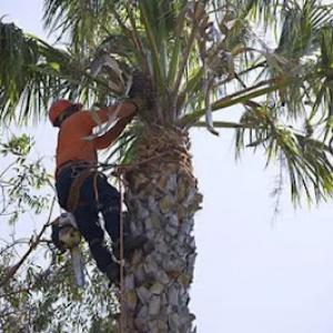 King's Tree Service