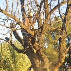 Liberty Tree Experts