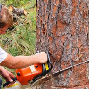 Ron's Tree Service & Firewood