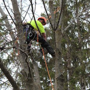 True Tree Solutions