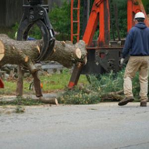 ClearWay Tree Trimming Solutions