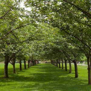 Hometown Tree Service