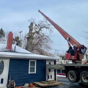 Rangel Brothers Tree Service