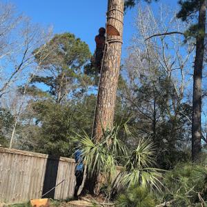 Hernandez Trees & Lawn care