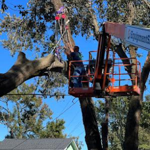 Carolina Tree Trimmers