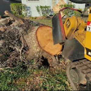 Stump Grinding & Removal Specialist