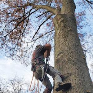 A1 Tree Services