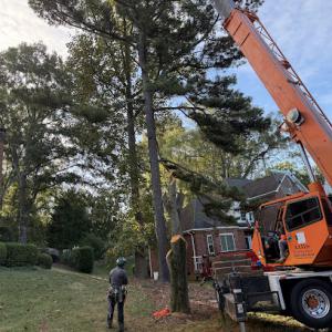 Queen City Tree Service