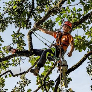 Scenic City Arborists