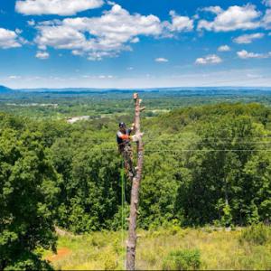Wooten & Son Tree Service