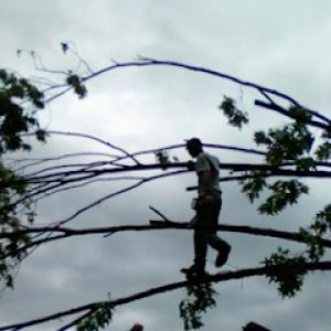 Wilson Tree Co Service