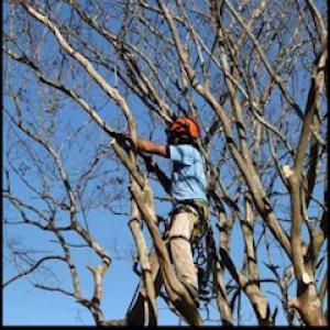 Bay Tree Care
