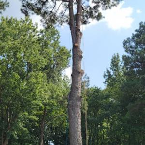 Burkey's Tree Service