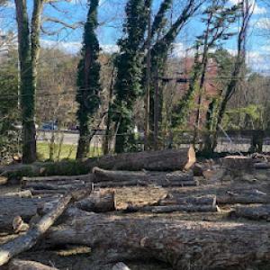 Miguel valle tree service & stump grinding