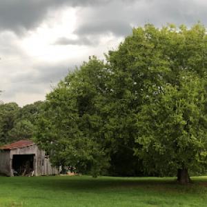 Mark Tuttle Tree Services